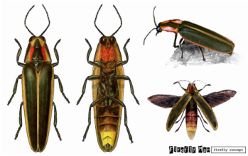 fireflies firefly habitat biology lampyridae